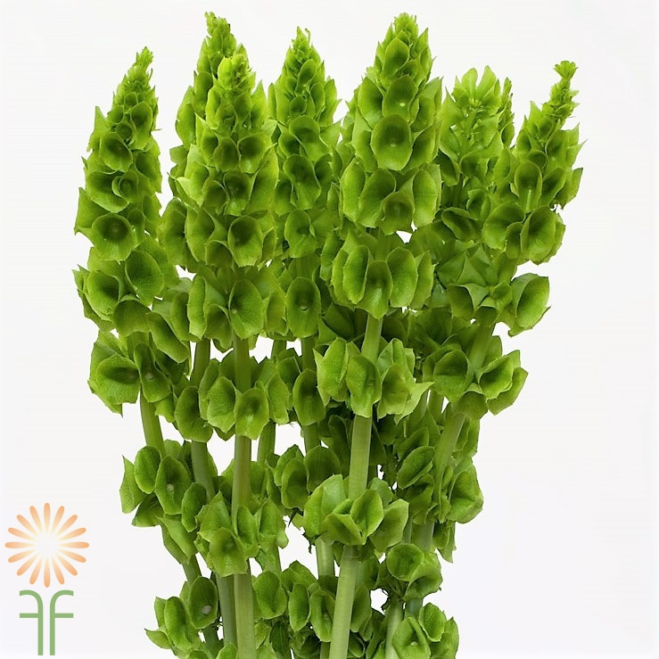green filler features a tall stem, lined with clusters of eccentric, bell-shaped blooms