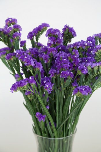 SA Statice flowers are a popular filler flower with and average of 5-8 tiny blooms clustered together. 