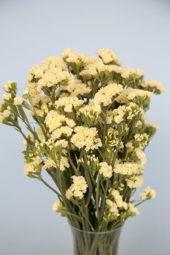  Statice flowers are a popular filler flower with and average of 5-8 tiny blooms clustered together. 