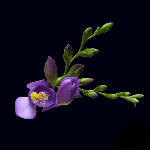  Freesia features several bell-shaped blooms daintily perched atop a long, viridian stem