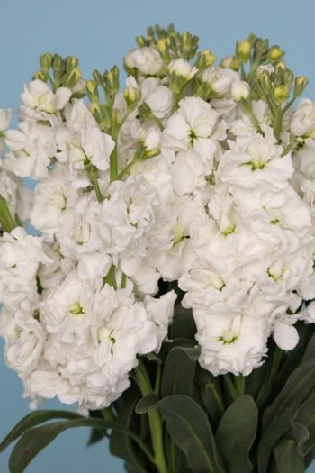 ruffled blooms that adorn tall leafy stalks.  Bunches have 10 stems.
