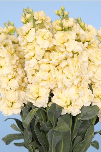 ruffled blooms that adorn tall leafy stalks.  Bunches have 10 stems.