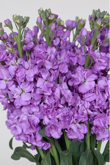 ruffled blooms that adorn tall leafy stalks.  Bunches have 10 stems.