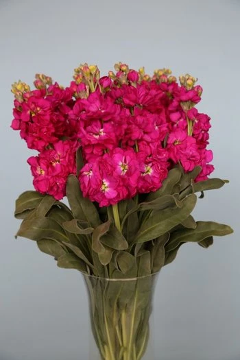 ruffled blooms that adorn tall leafy stalks.  Bunches have 10 stems.