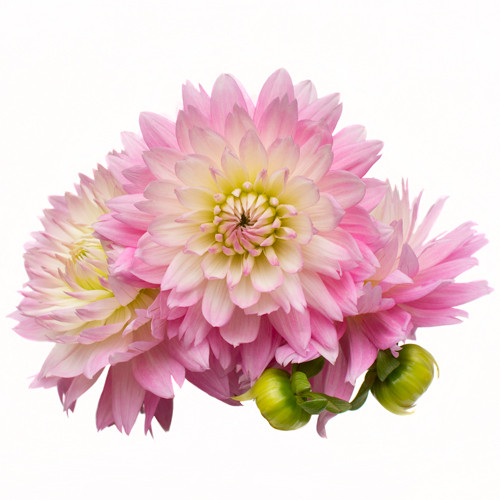 Dahlia Flowers saucer-shaped blooms feature a tight ball-like center with layers of spade-shaped petals surrounding it. Comes in bunches of 5.