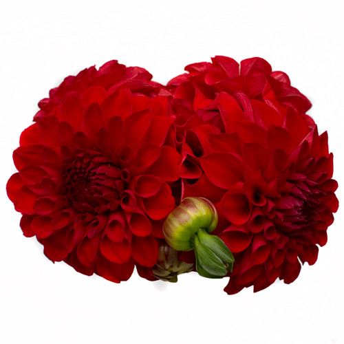 Dahlia Flowers saucer-shaped blooms feature a tight ball-like center with layers of spade-shaped petals surrounding it. Comes in bunches of 5.