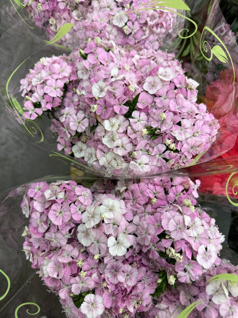 Sweet Williams are a unique flower with a ball-shaped bloom consisting of multiple smaller blooms.