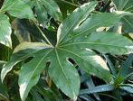 The large, multi-point leaf is sturdy and used as a base for arrangements.  bunches come in 10 stems..  