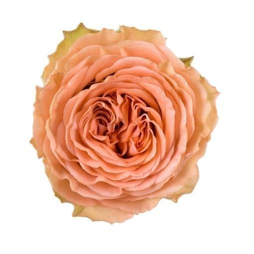 Her unassuming luminous peach buds open into vibrant blooms, bursting with petals in shades of old gold and apricot.  These roses are packed 12 stems to a bunch.