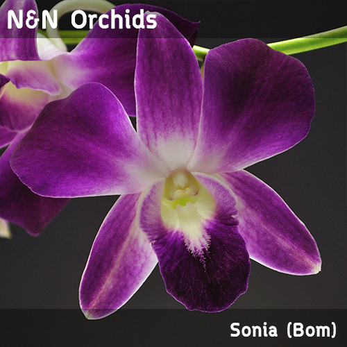 Sonia (Bom)- Dendro