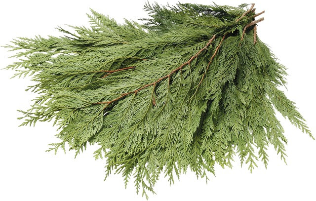 Western Red Cedar boughs are aromatic and long lasting. Small clustered cones accent these cedar boughs making a beautiful design.  This case has 20-2 lb bunches.