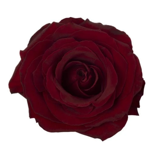 RP Black Pearl - Garden Rose
