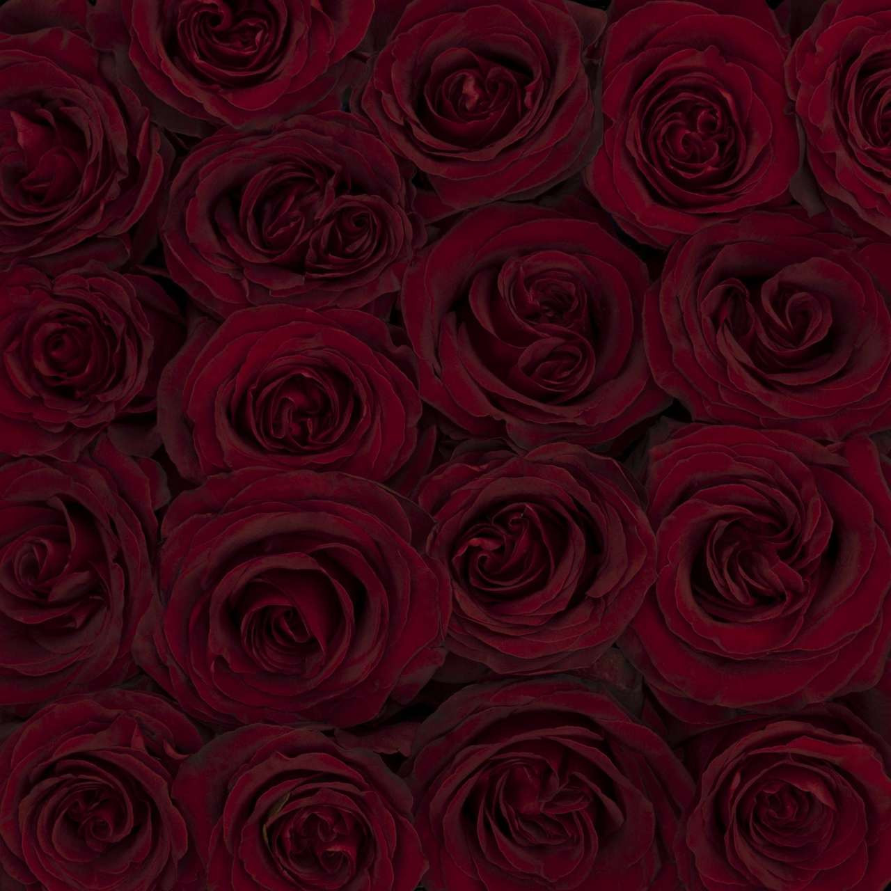 RP Black Pearl - Garden Rose