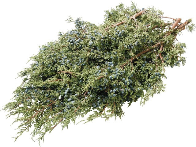 Blue Berried Juniper is aromatic and decked with delicate silvery blue berries; an ideal natural ornamental.
