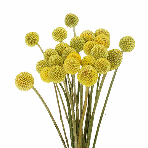 also known as Craspedia, are globe shaped blooms that rest on top of a thin, yet sturdy stem. 