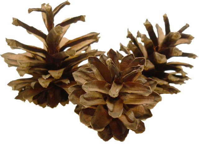 Lodgepole Pine Cones are 1" to 3" long.