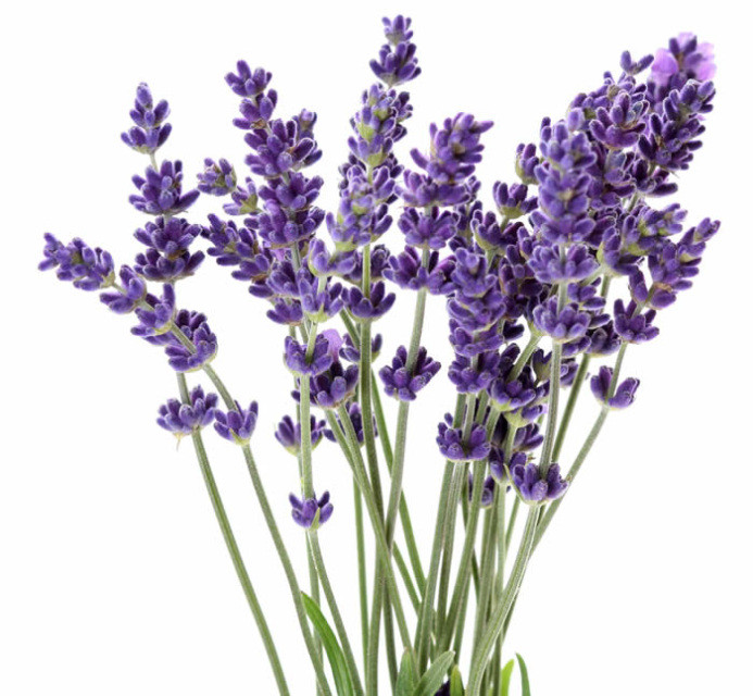Dried Lavender Bunches