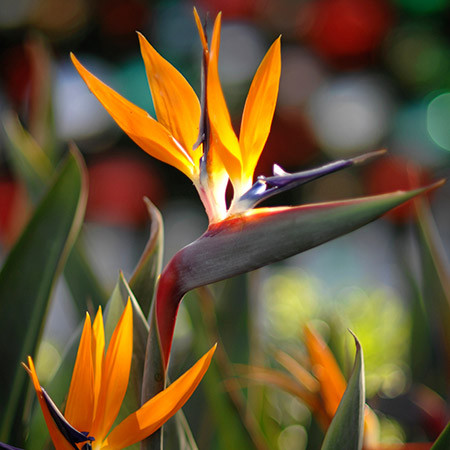 The bird of paradise gets its name from the fact that its flower is made of three bright orange petals and three blue petals which are fused together into a single bud. As the flower blooms, each petal makes its debut and the resulting shape mirrors that of a tropical bird in flight.