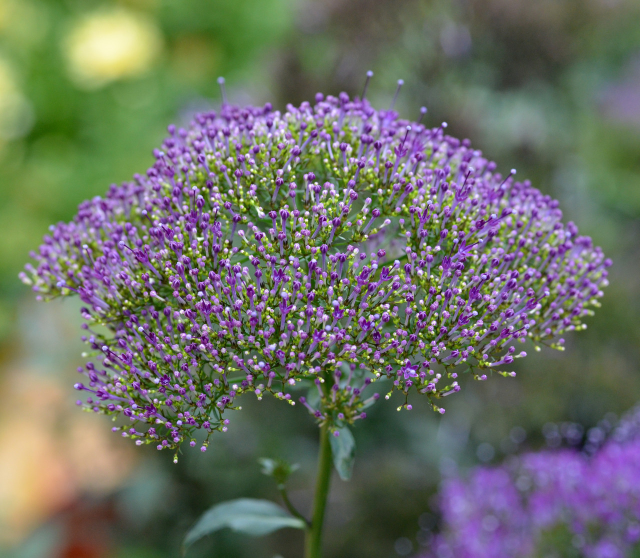purple Trachelium caeruleum, common name blue throatwort, is a species of flowering plant in the family Campanulaceae native to the Mediterranean, where its native range includes Algeria, Morocco, Portugal, Spain, and Sicily