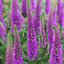 Pink Veronica is a unique filler flower featuring a long, thin bloom with numerous florets that add height and color