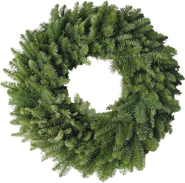 Lush Noble Fir foliage with an attractive blue cast and fresh evergreen fragrance.