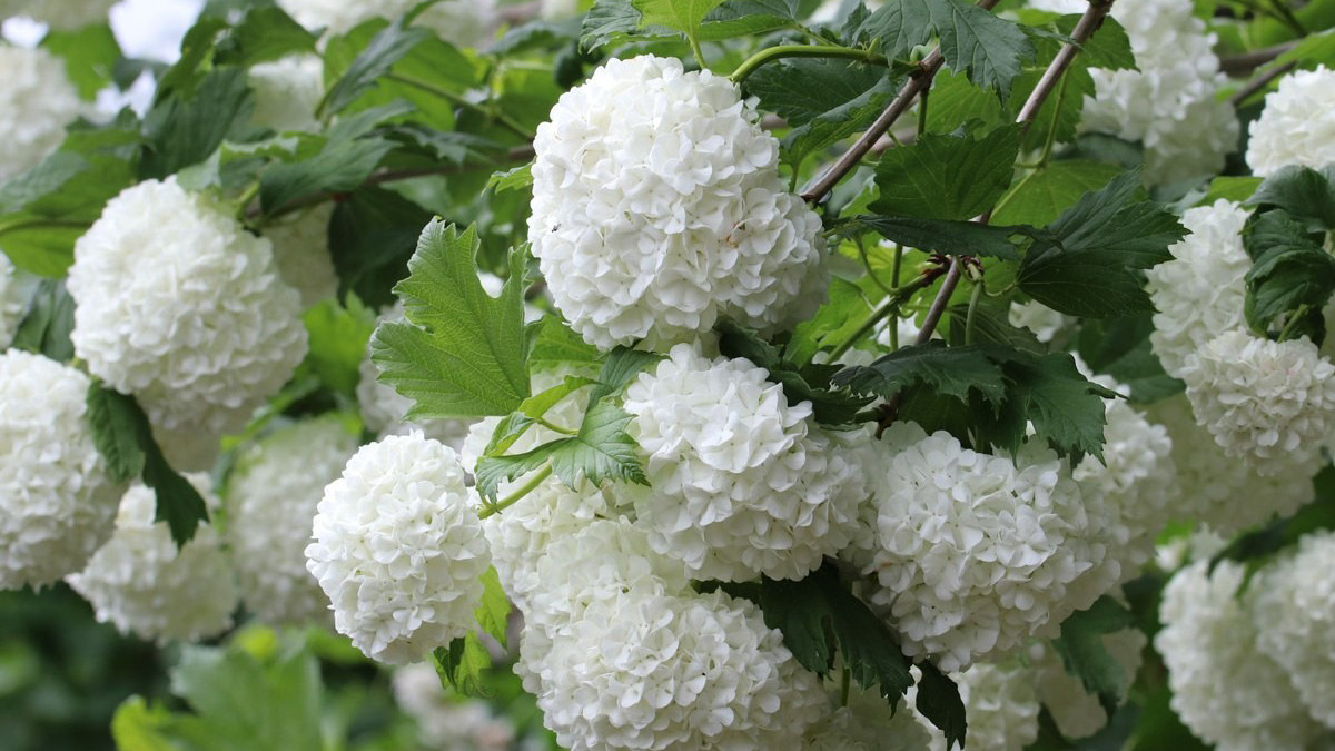 A bunch of viburnum flowers.