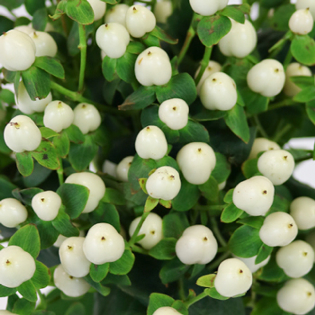 A white bunch of hypericum has a smooth, shiny texture and are ideal to accompany any bouquet or arrangement. 