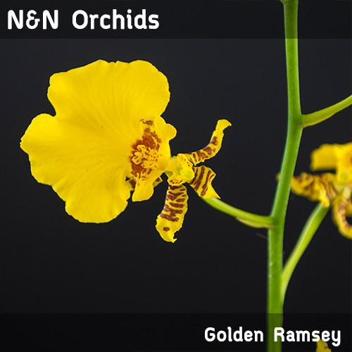 Golden Ramsey - Oncidium