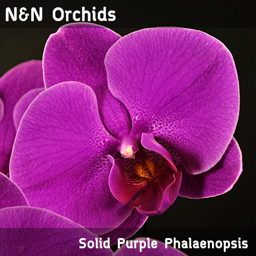 Solid Purple - Phalaenopsis