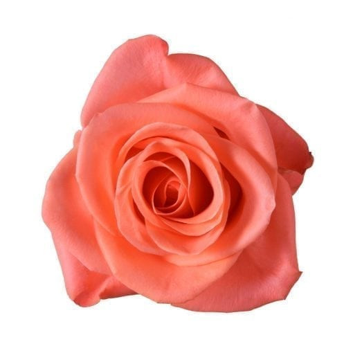 Rose, Orange