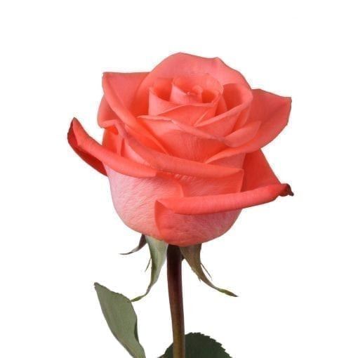 Rose, Orange