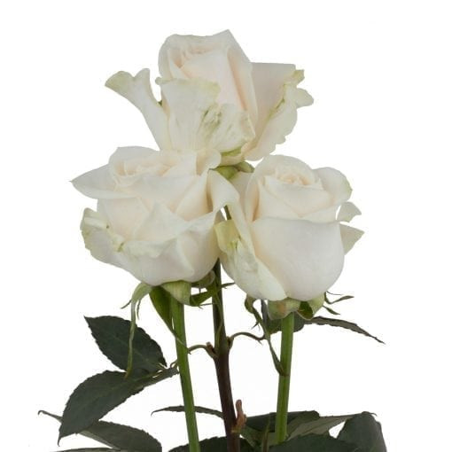Vendela - Rose
