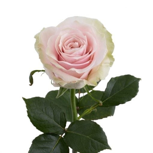 Pink Mondial - Rose