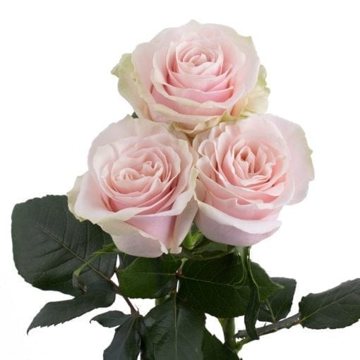 Pink Mondial - Rose