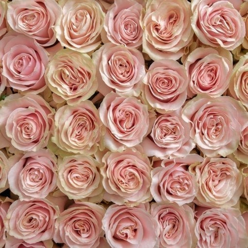 Pink Mondial - Rose