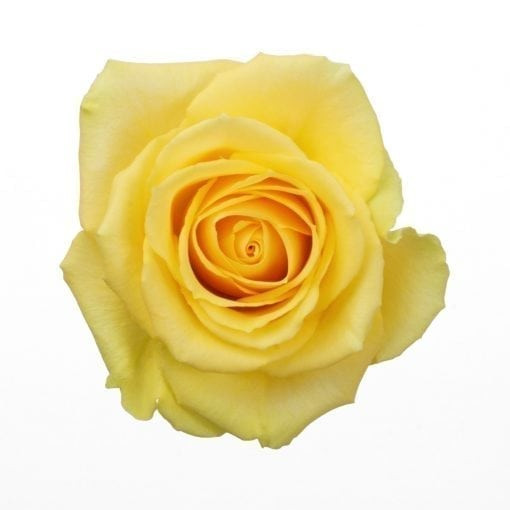 Soft yellow rose packed 25 stems to a bunch.