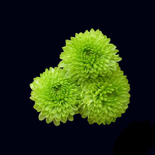 Multiple large size blooms on a stem normally packed by 10 stems.