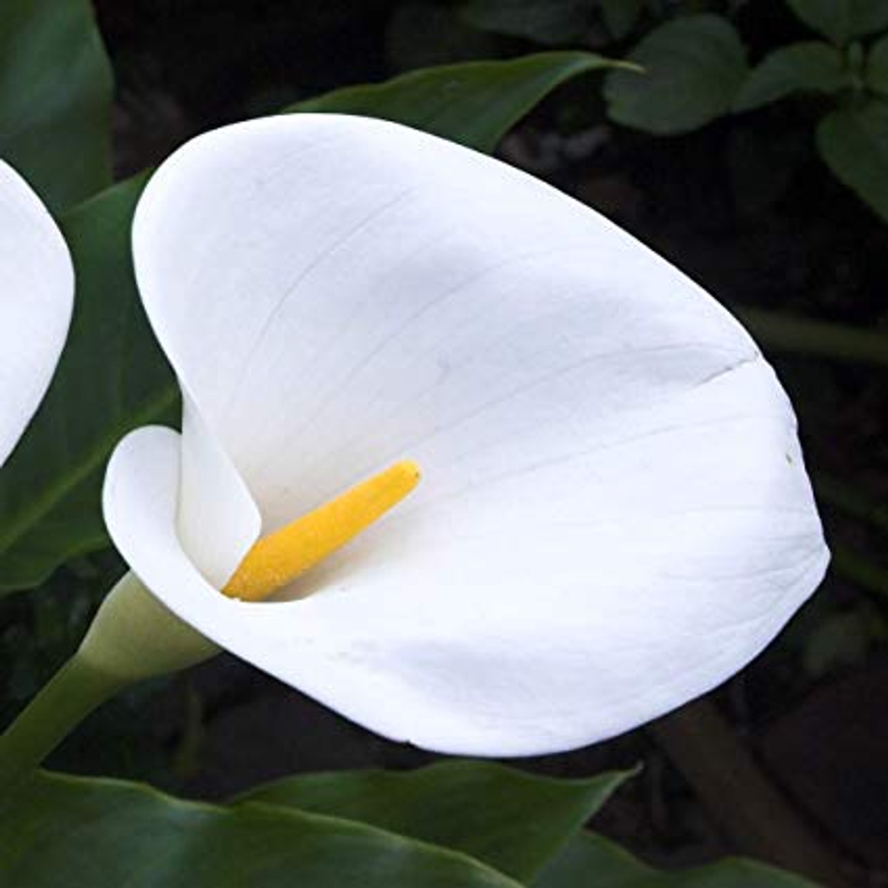 calla lily