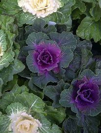 Ornamental cabbage or brassica has Outer leaves are green and the center is a lavender or purple petals.  They are packed in 5 stem bunches.
