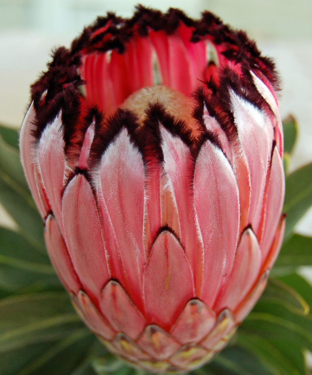 Pink Mink / Rosespoon Protea
