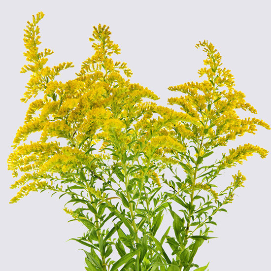 10 stems of solidago.
