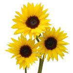 Small Sunflowers has a dark center surrounded by many ray like petals. A bunch of small sunflowers have 10 stems per bunch.