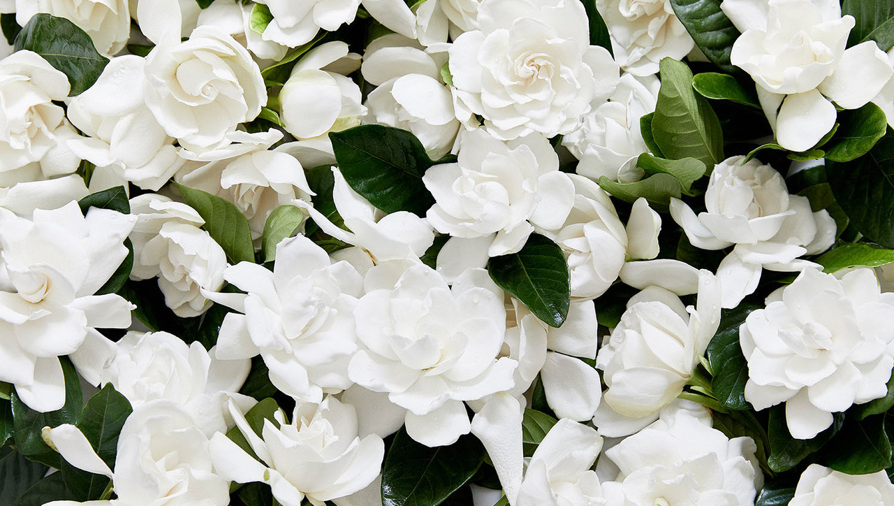 Gardenia Flowers have beautifully full, white heads and are classic as wedding flowers. The tone is off-white with layered petals that reveal a wide open blossom.