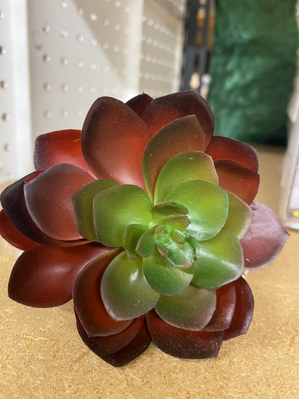 red green hen & chick  succulent