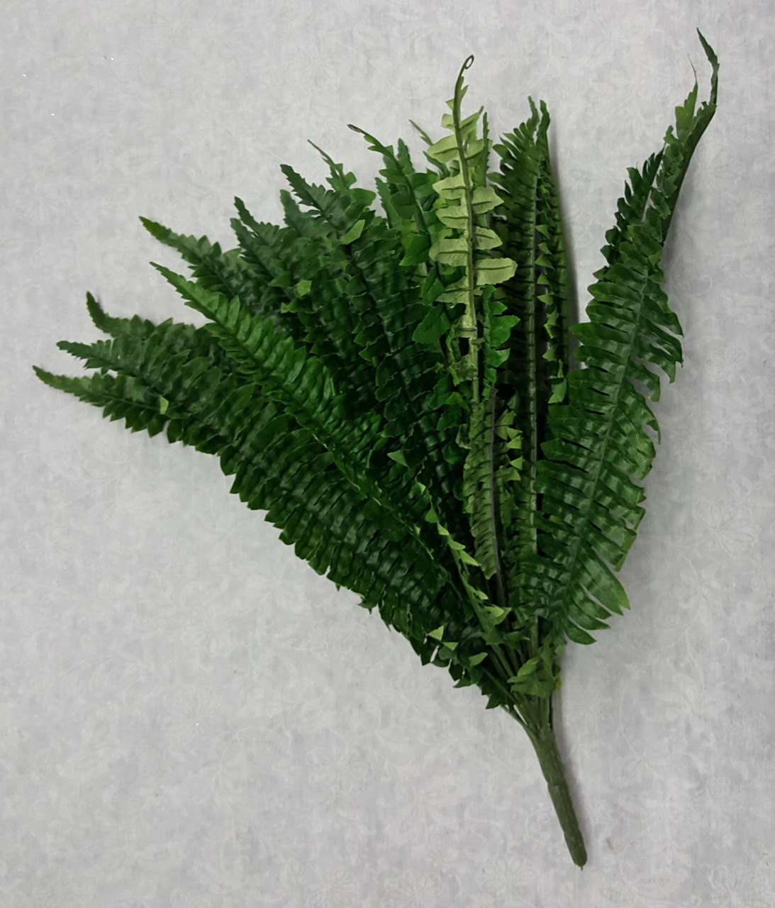 Boston Fern Bush