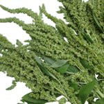 Upright Amaranthus each stem features long lateral stems, which are covered in clusters of small, fuzzy buds. 5 stems per bunch