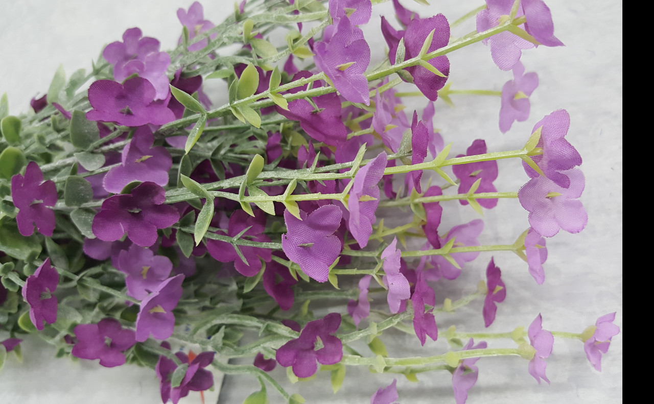 orchid