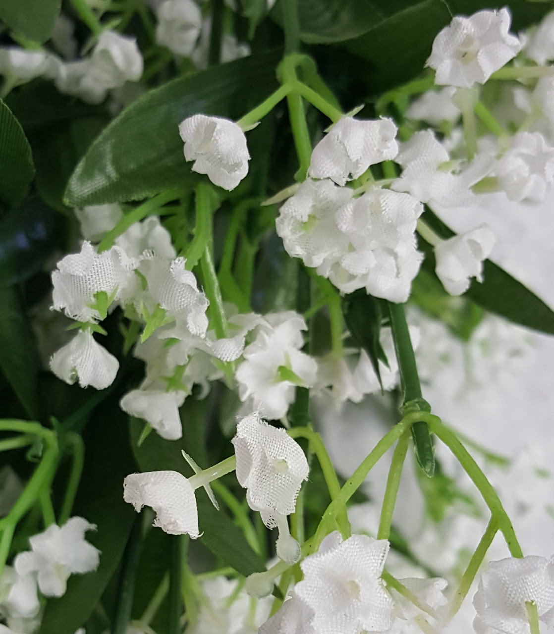 Gypso (Baby's Breath) Bush (x 14)