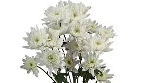 A pure white cushion with multiple heads on a stem.  Packed 7 stems per bunch.