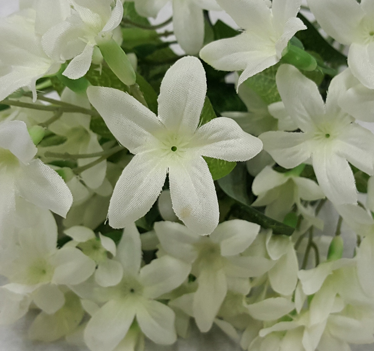 Stephanotis Bush (X 9)